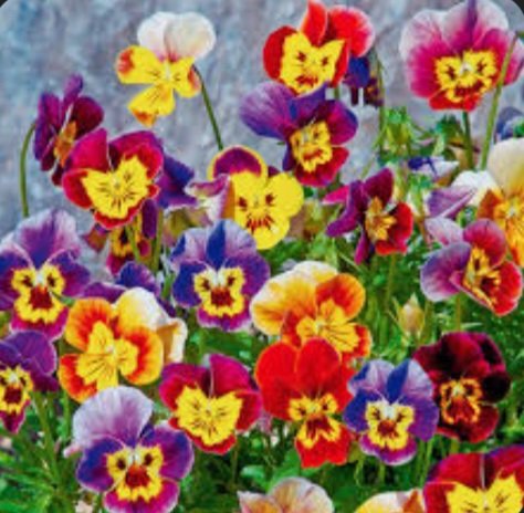 Guten Morgen ☕️🥳😘
Gestern habe ich Spiderman kennengelernt. 
Und er hat Batman (ich😁) kennengelernt. 
Der kann mir gar nix.
Seine Eltern waren nicht so begeistert. Der Papa meinte, er kann sich nur einen Superhelden leisten 😁😁😁
Habt einen wundervollen Sonntag 🥳🤩❤️