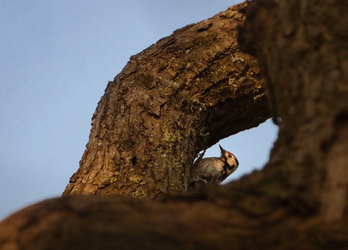david_gange's tweet image. Just found lesser spotted woodpeckers nest building in central Birmingham. 100m from a really big road (&amp;amp; right on my daily walk to work). The tree is near a greater spotted nest hole, &amp;amp; they&apos;re already getting territorial with each other. Anyone know if they&apos;ll have a chance?