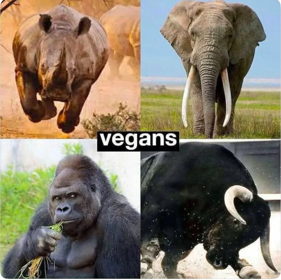 vegan__teacher's tweet photo. 最強の生物たちはVEGAN🦏🐘🦍🐃

#サイ #rhino #象 #elephant #ゴリラ #gorilla #牛 #bull #最強 #thestrongest #脱搾取 #vegan #草食 #herbivore https://t.co/eUtSRdVEZ7