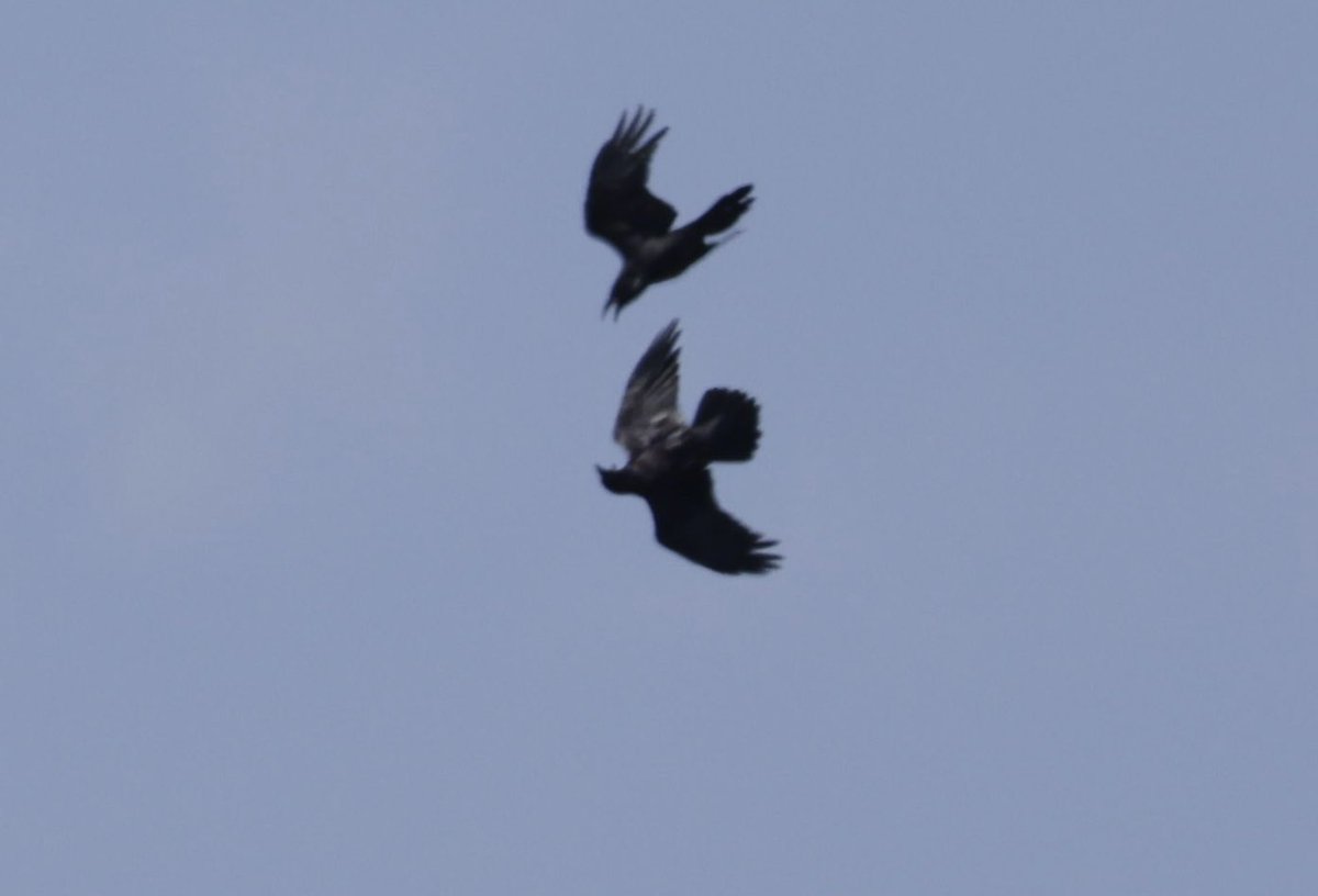 ⁦<a href="/birdsaroundcy/">BirdsAroundCyprus</a>⁩ Raven - Cape Kormakitis- 9 Mar 25. #cyprusbirds #birdsseenin2025