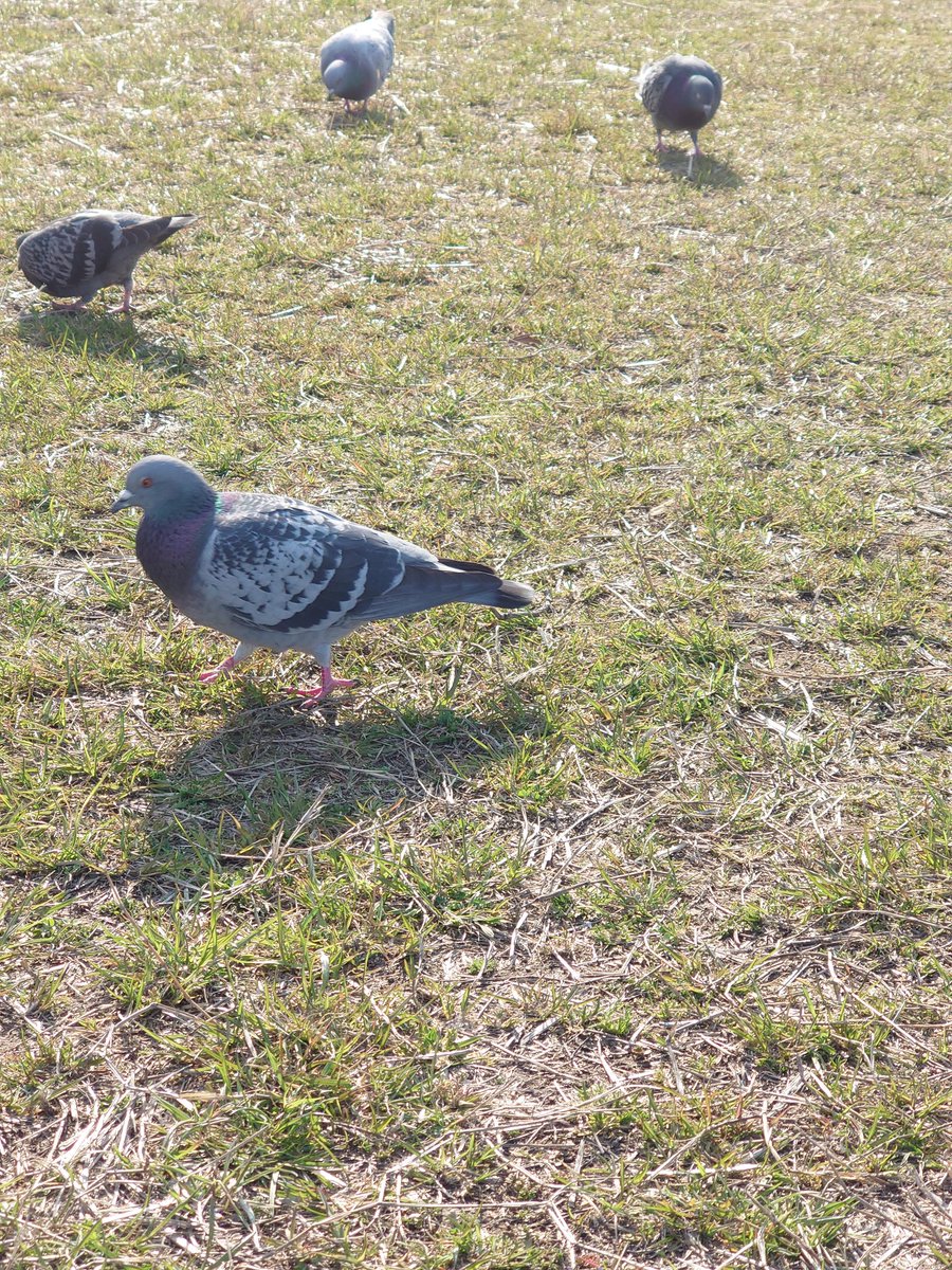 osakaronin1's tweet photo. 鳩です! https://t.co/dKCQwTtUig