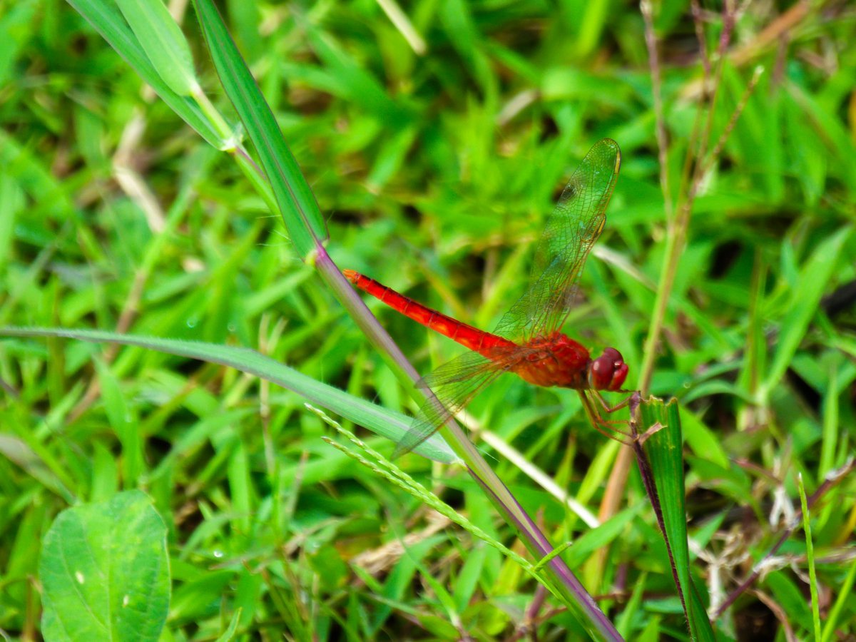 han_dycam's tweet photo. 2025.03.09 - Hunting Serangga🐞🐝

#HansipJPG #PIOtography https://t.co/tKmUNVIzJ6