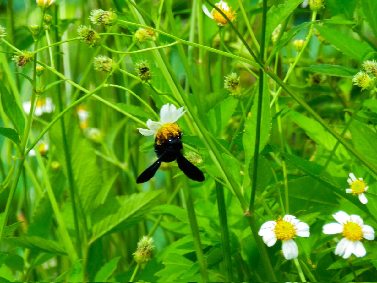 han_dycam's tweet photo. 2025.03.09 - Hunting Serangga🐞🐝

#HansipJPG #PIOtography https://t.co/tKmUNVIzJ6