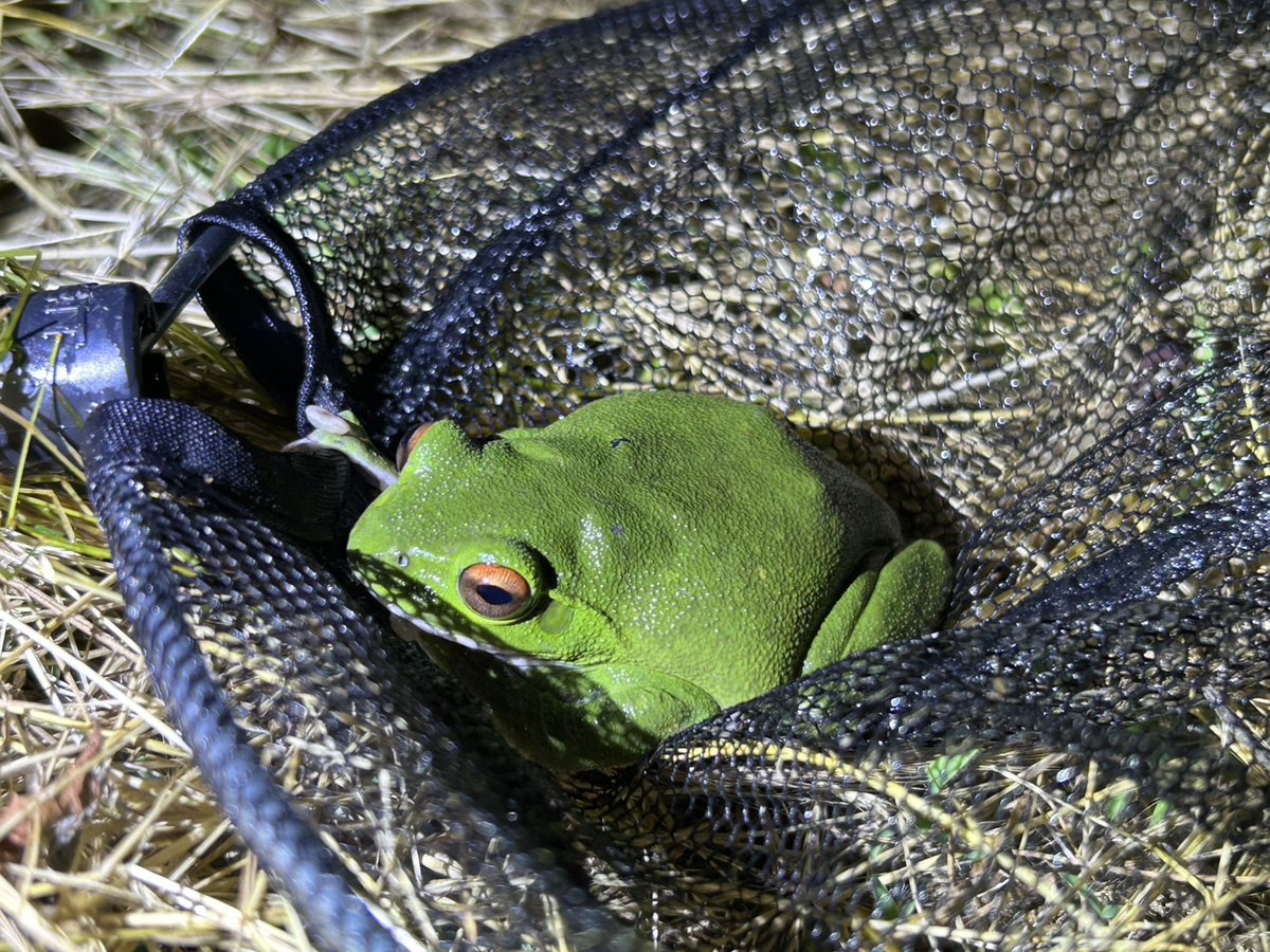 信州大学に合格された皆さん、おめでとうございます！
自然科学研究会は生き物の観察・採集等を行っている団体です。当会には植物、昆虫、鳥、獣など様々な生き物好きが所属しています。自然が好き、生き物が好きという方の入会をお待ちしております！

#春から信大