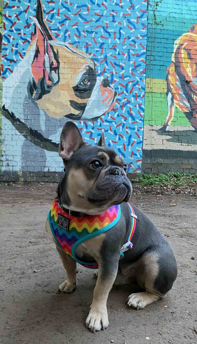 GRAFFOFLARGE's tweet photo. ....when @HobsontheFrenchie dropped by the office ....x #frenchie #frenchbulldog #streetart #rspca #dog #doggraffiti #doggingbritain https://t.co/TYySQp5Zsn