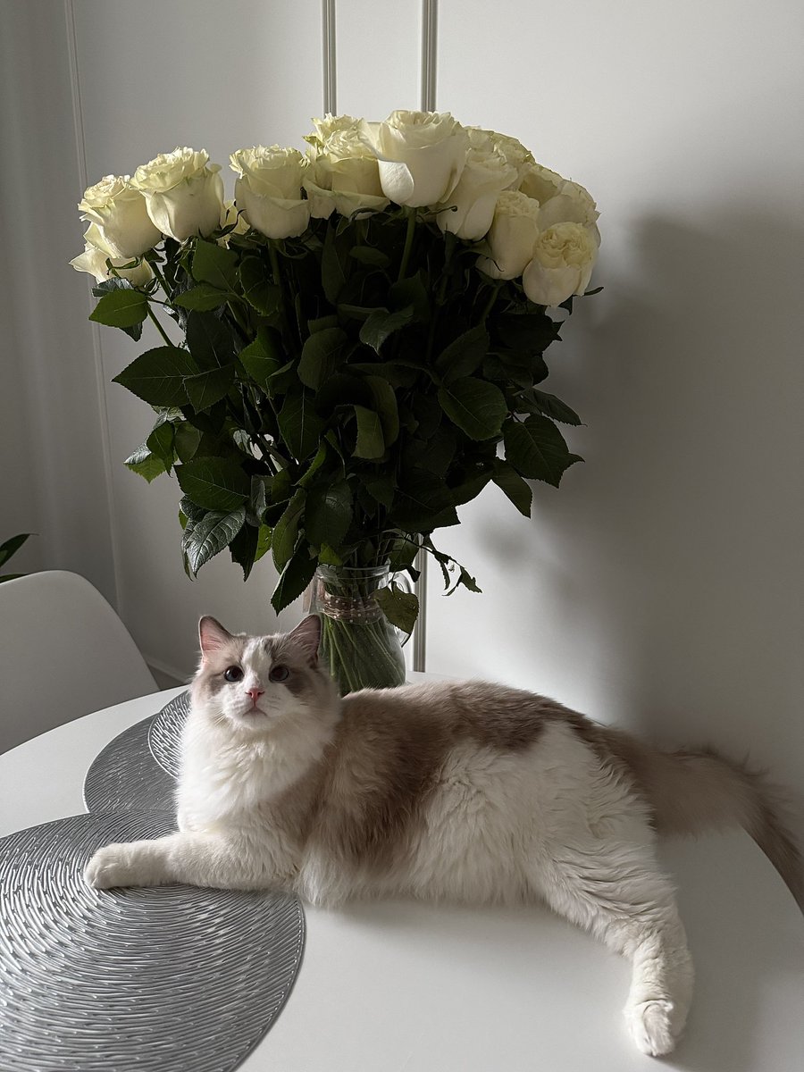 futurecatlove's tweet photo. Цветочки под охраной 😸 https://t.co/DNwJM8wuG1