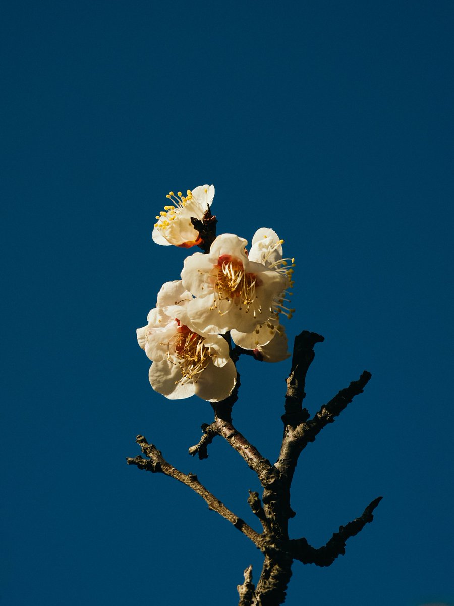 TOKYO "BLUE" SKY
TOKYO DOME CITY / RIKUGIEN GARDENS