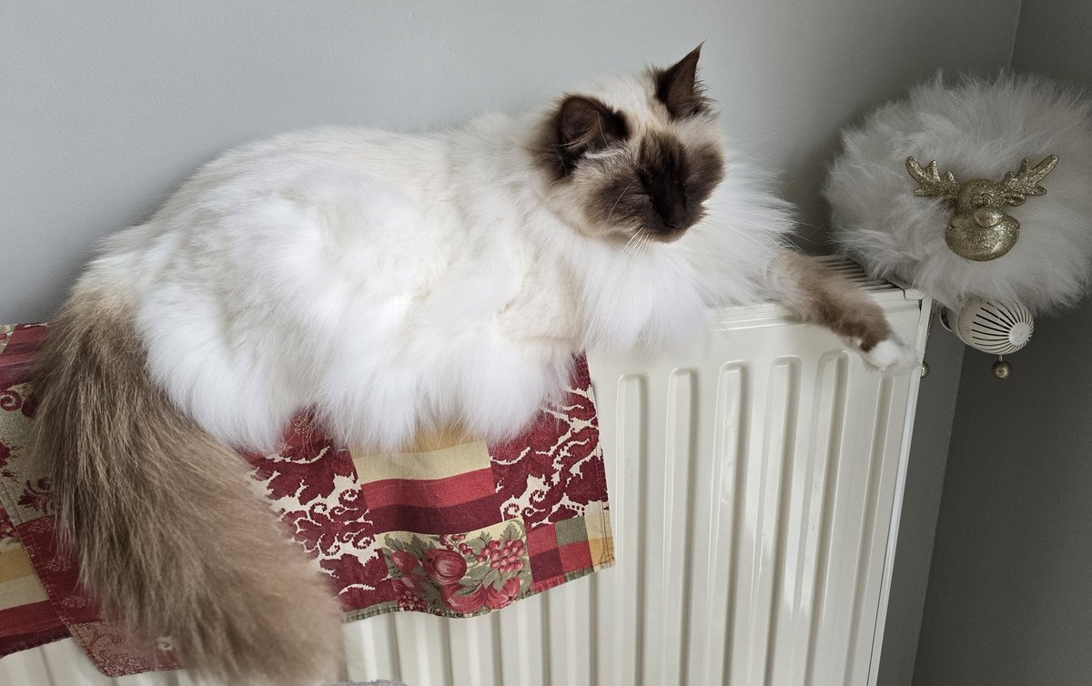 PascalCohen's tweet photo. Pour concurrencer le site onlyfelins je lance onlyfluff
On vend des photos de patounes aux coussinets roses et du poil de chat!
Attention chat nobles de race exclusivement
#onlyfluff https://t.co/O0ABGz8S5u