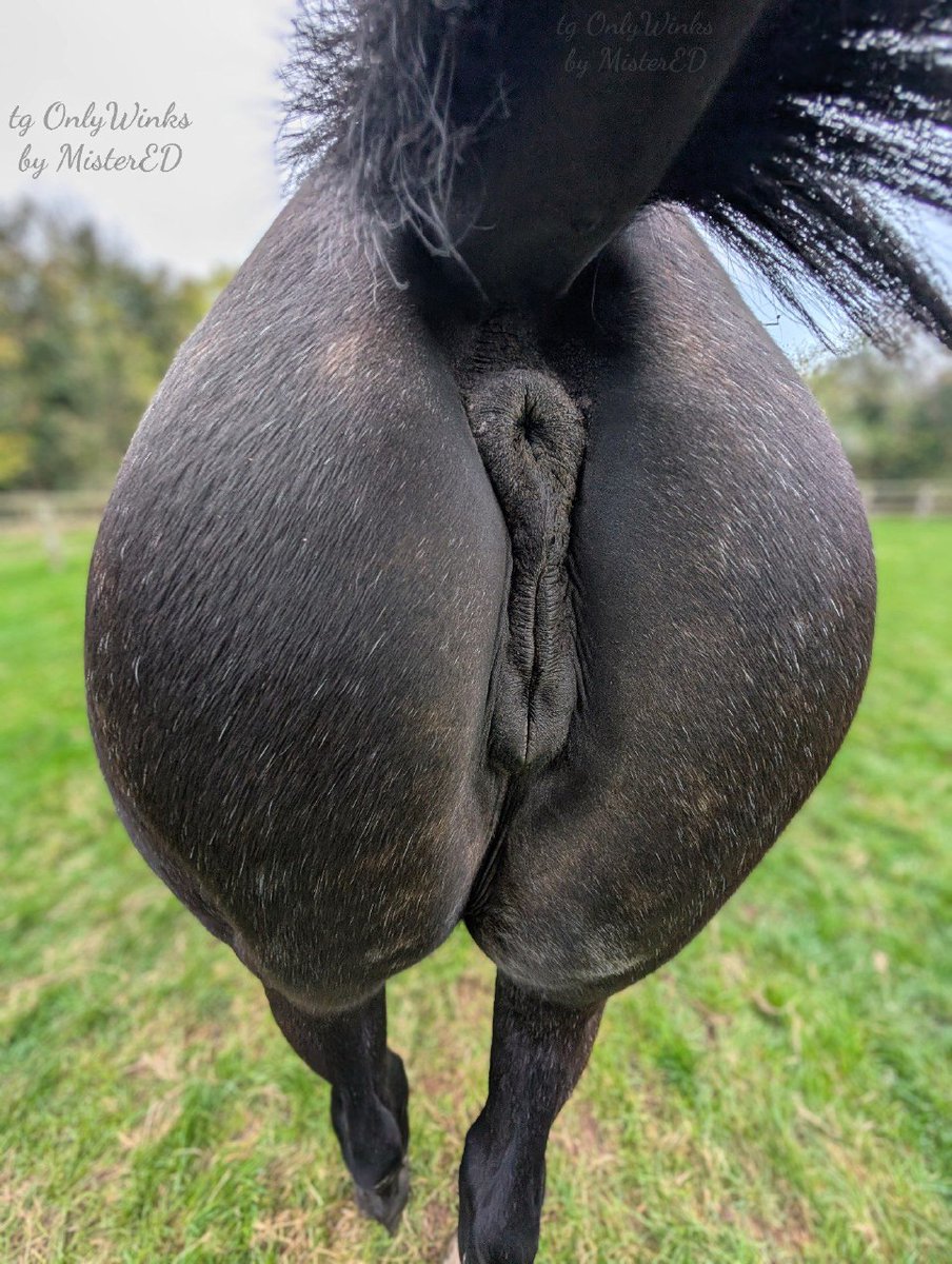 Horsey512's tweet photo. I'm not sure if this is allowed but screw it. Enjoy my addiction ❤️🐎 https://t.co/G0Nm6l04AS