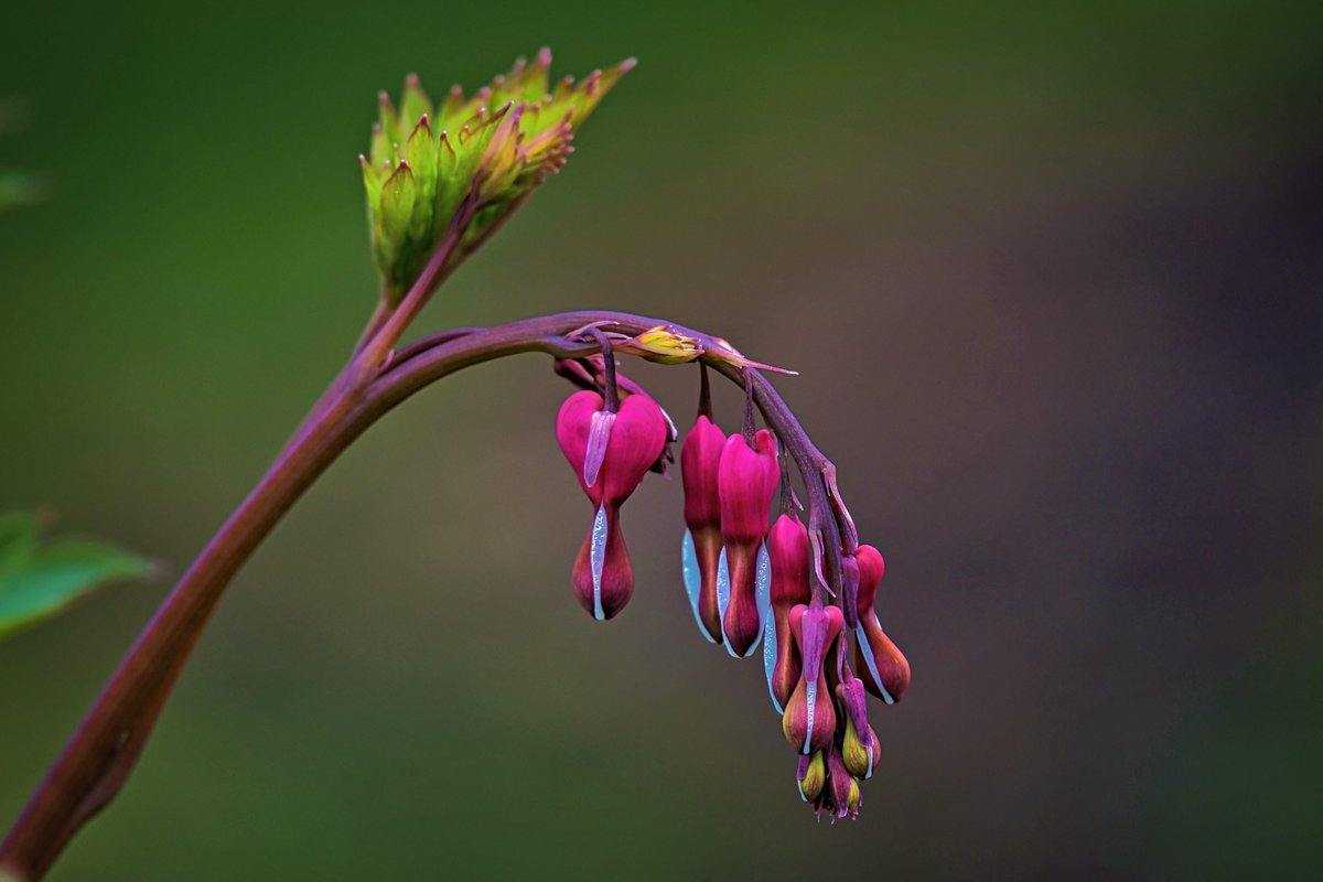 PEKHTography's tweet photo. #BleedingHeart #Dicentra #Flowers #Blooms #Nature #Garden #Pink #Delicate #Spring #Blossom #Botany #Plant #Lamprocapnos #Spectabilis #Petals https://t.co/EMGU83uHPa