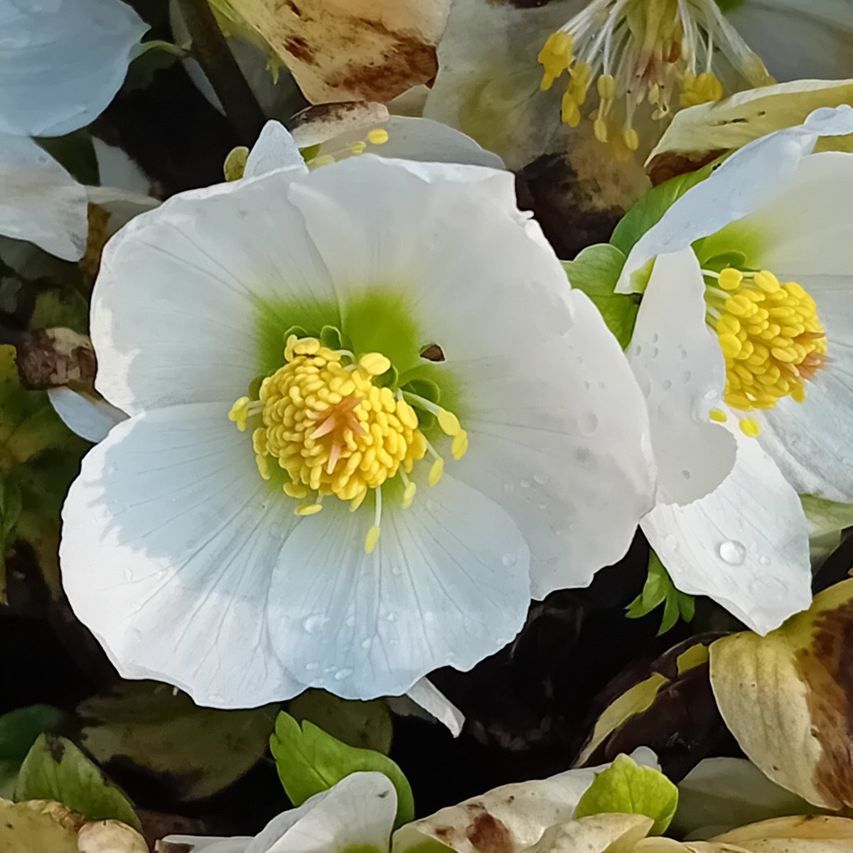 aNorthernGarden's tweet image. Good morning gardening Tweeps. Hope you&apos;re having a super sunny Sunday too.
#gardening #Flowe