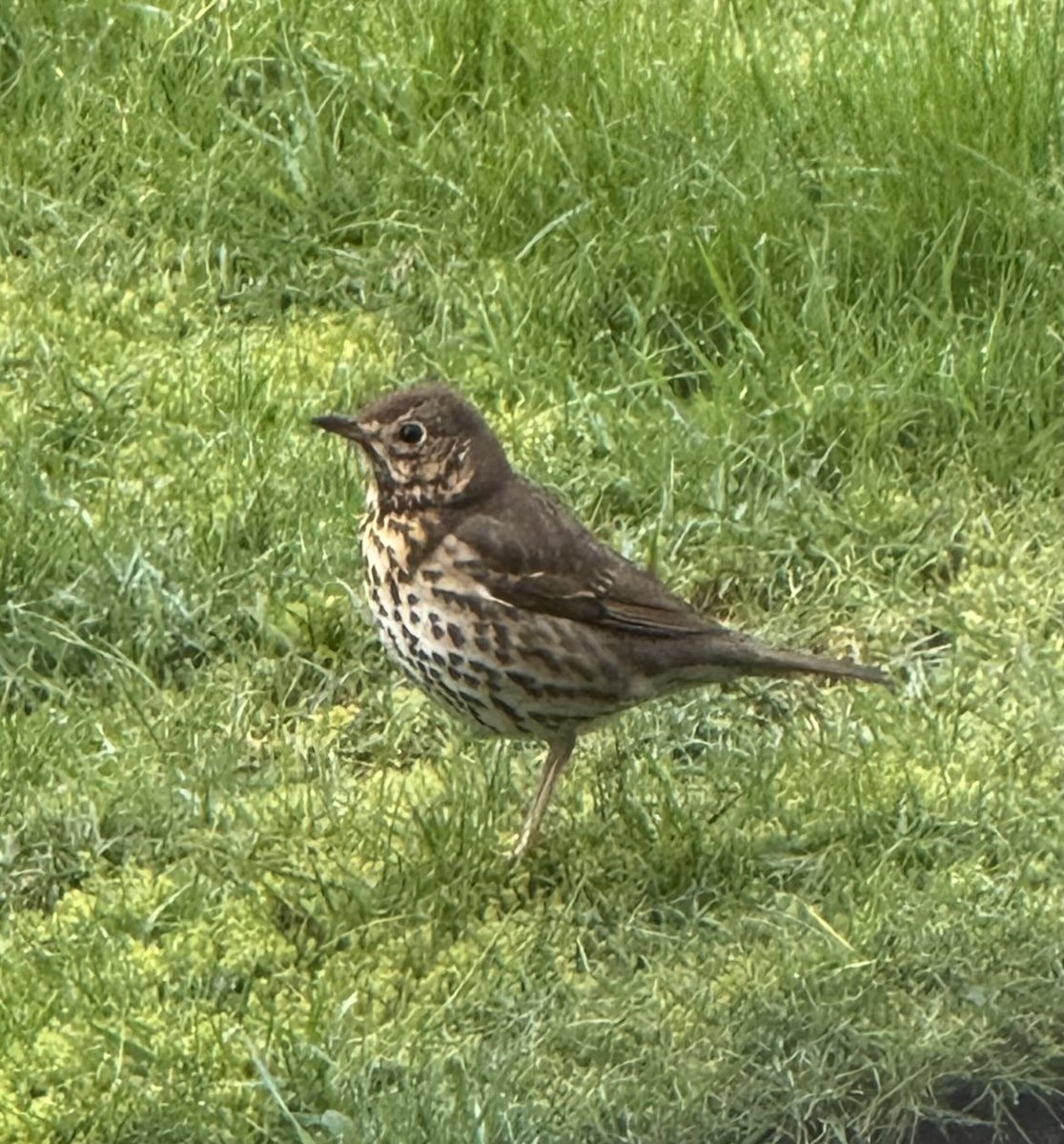 Pretty little song thrush hopping around the garden this morning ☺️.