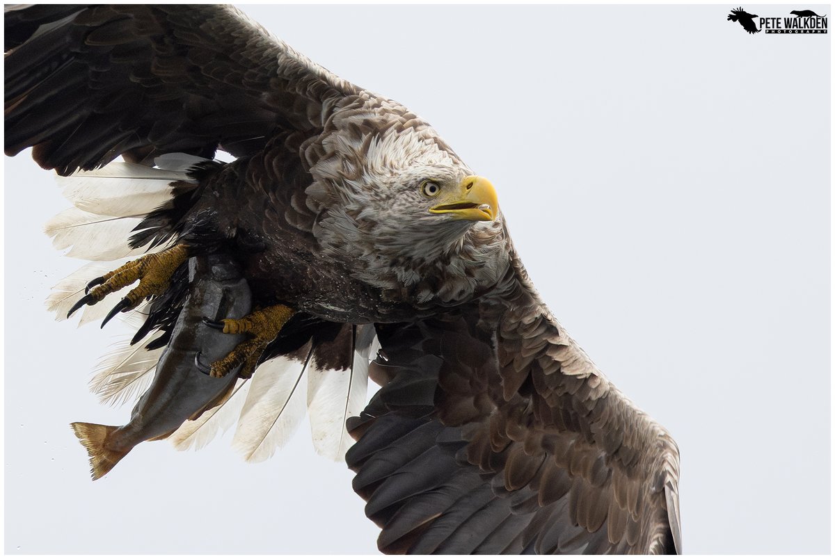 Pete Walkden (@petewalkden1973) on Twitter photo White-Tailed Eagle
From a trip out with the team from <a href="/mullcharters/">Martin Keivers</a> last year. I never get bored with the sights from the Lady Jayne.
#whitetailedeagle #mull #workshop #ThePhotoHour White-Tailed Eagle
From a trip out with the team from <a href="/mullcharters/">Martin Keivers</a> last year. I never get bored with the sights from the Lady Jayne.
#whitetailedeagle #mull #workshop #ThePhotoHour