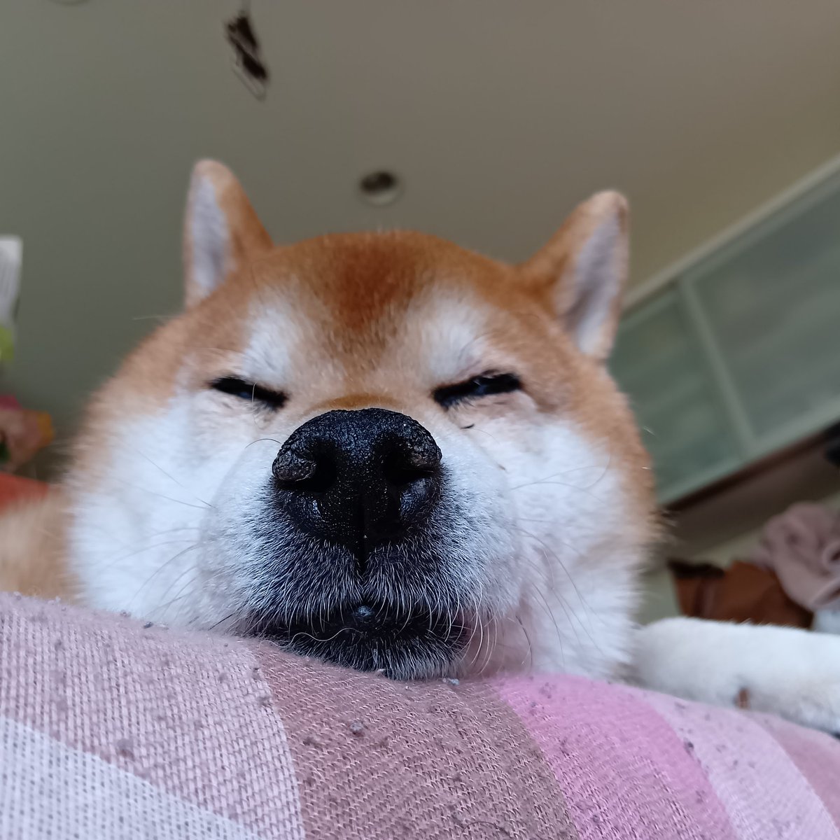 ayuu43's tweet photo. #柴犬　#お昼寝

コタツでお昼寝して、目が覚めたら、上にも仲間がいた https://t.co/bJpHMMUOI0