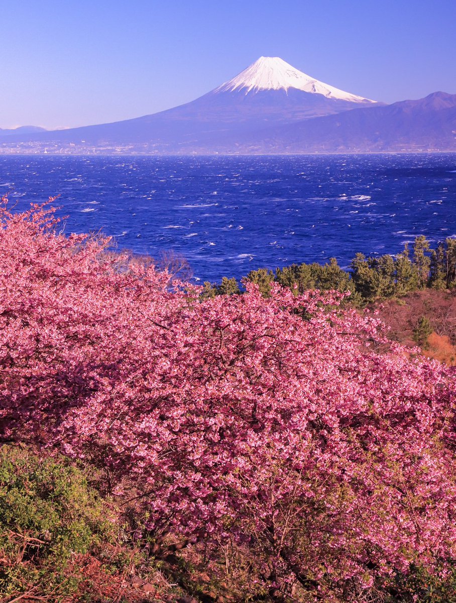 伊豆の西海岸に訪れた春の景色が絶景〜🌸🥹
#富士山