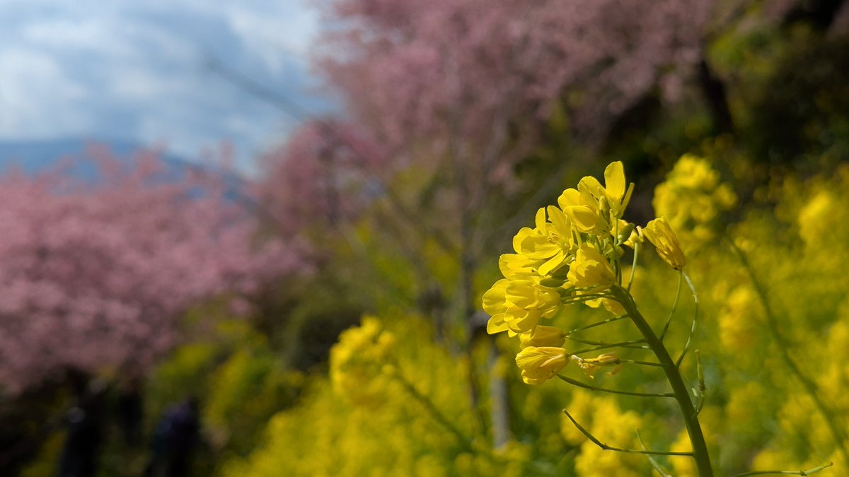 Be_GreenHand's tweet photo. 🌸あぐりパーク嵯峨山苑（神奈川県松田町）
とっても穴場でした！
 https://t.co/tB8AX5G4iS https://t.co/rT7N8JMbh7
