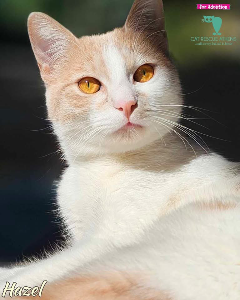 #cra_cr1399 #hazel_cra

Κορίτσια στον ηλιο vol.1

Hazel ❤️

Το κορίτσι μας δεν έχει βρει σπίτι!

Γεννημένη τον Ιούλιο του 2024.

🐱 Virtual Adoption: tiny.one/Virtual-Adopti…
💌Εάν ενδιαφέρεστε  στείλτε μας μήνυμα στη σελίδα ή mail στο adopt@cra.com.gr