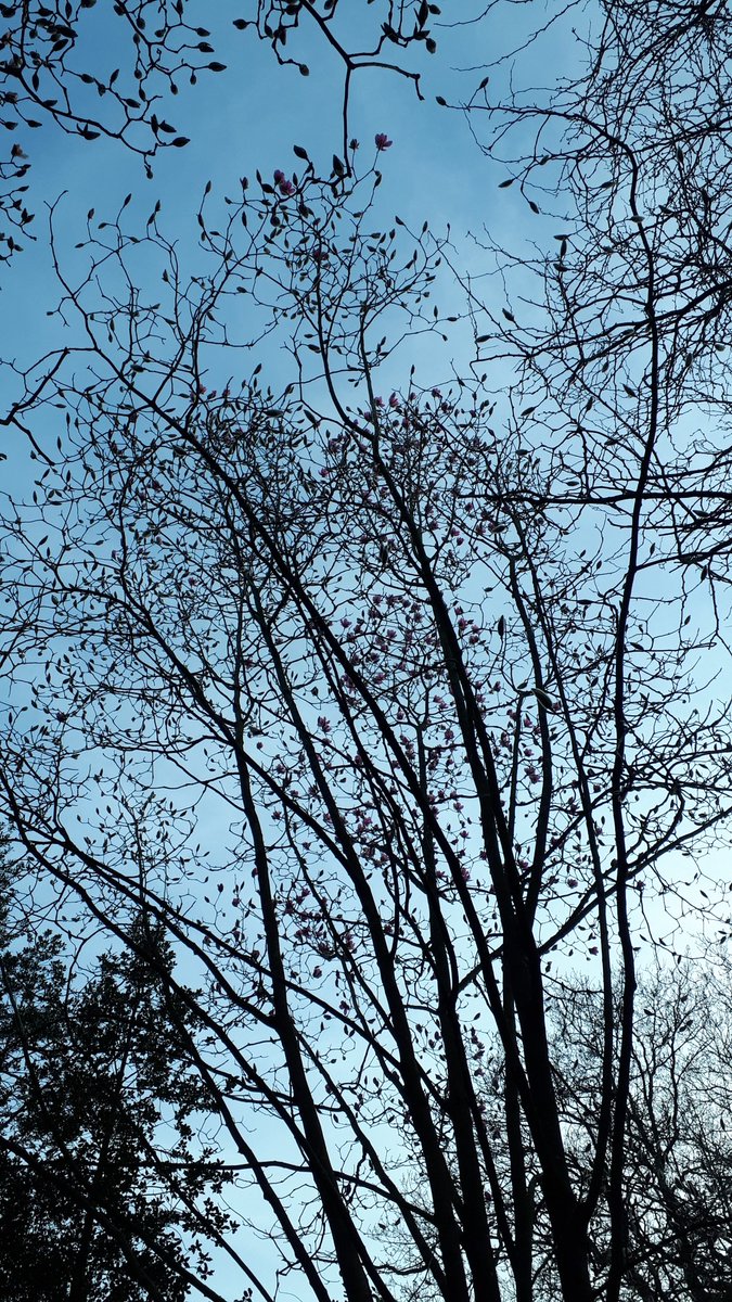 raindrop_rose1's tweet photo. Look what I spotted yesterday. Right at the top of the tree, magnolia flowers!
@TimLihoreau #MagnoliaWatch https://t.co/kQJXLrqe7R