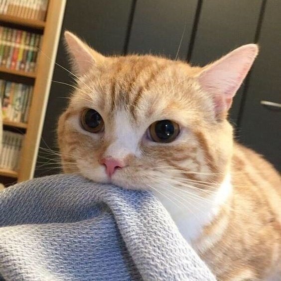 ₍^•⤙•^₎⟆ 💬