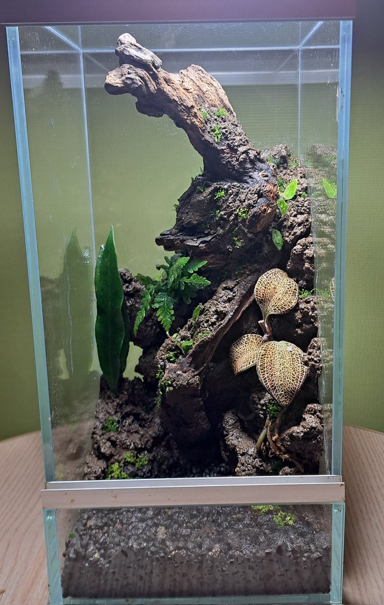 <a href="/PALUDAMAN/">スタジオ バリアビリス 🅿パルダリウム愛好会</a> 
のWSいってきました💕
ジュエルメインでつくってみました✨
#パルダリウム教室
#パルダリウム愛好会