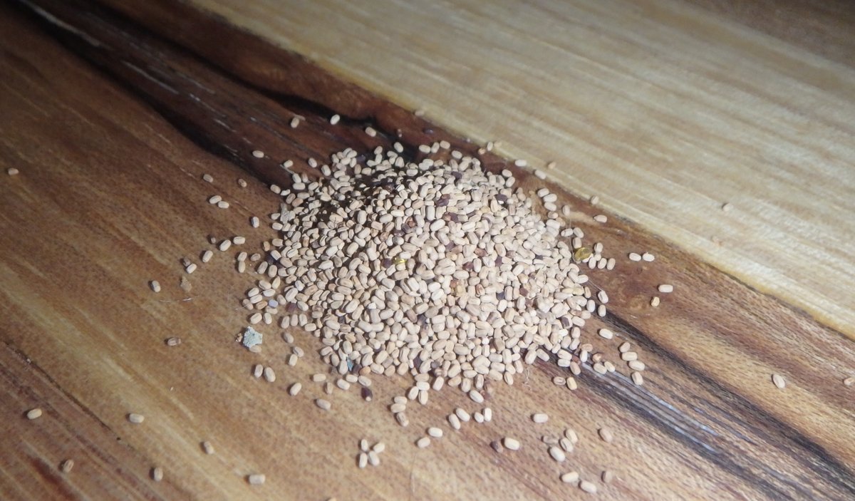 JettyPest's tweet image. 🚨 It’s Termite Awareness Week! 🚨
Did you know termites cause $5B+ in damage yearly? 😱 Don’t let these silent destroyers take over your home! 🏠 Call Jetty Pest for a FREE termite inspection today!

📞 805.651.3225

#TermiteAwarenessWeek #StopTermites #JettyPest #HomeProtection