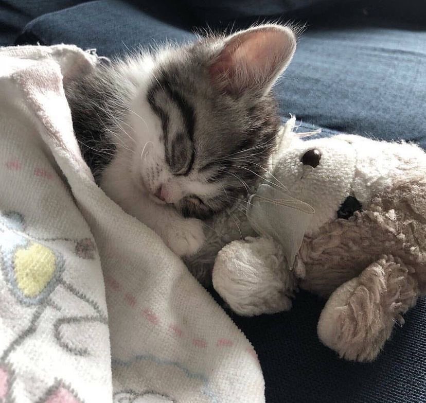 taejun as cats (@nyangztaejun) on Twitter photo 