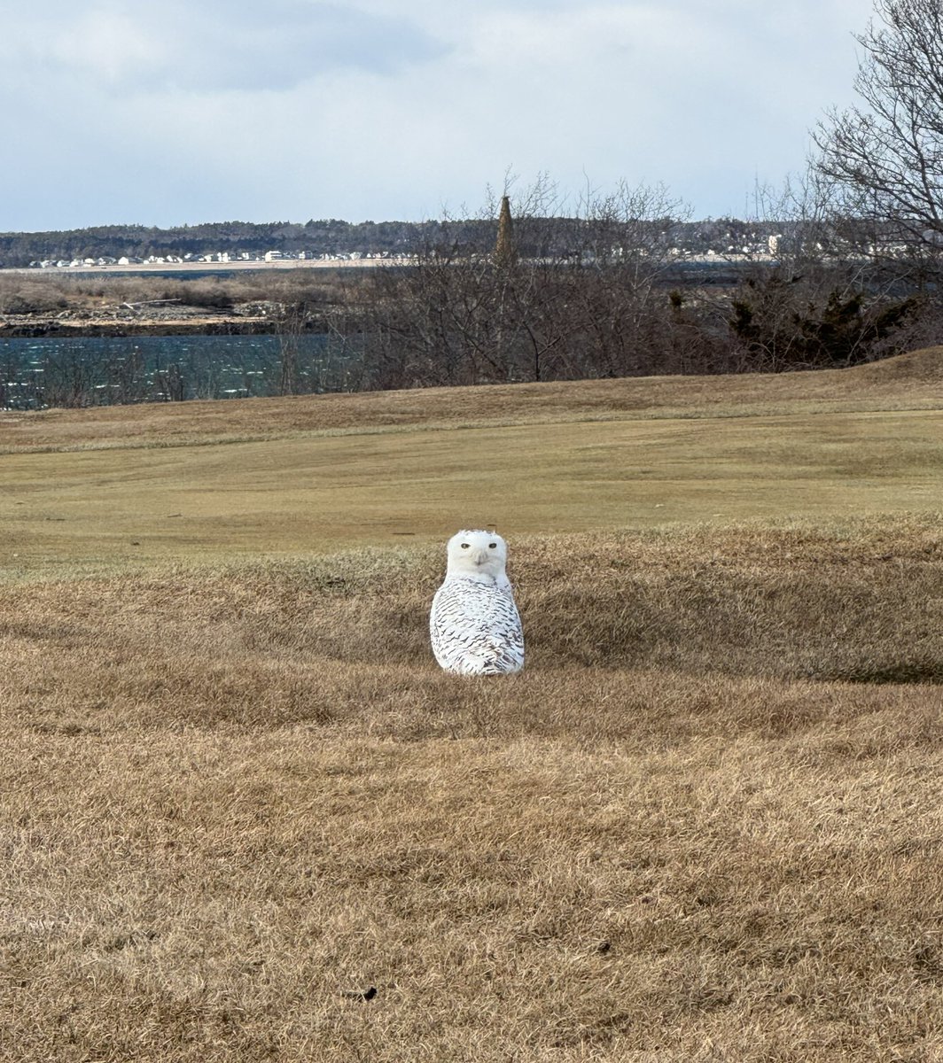 Snowys love the golf course!