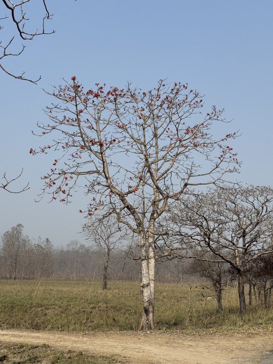 The only colours in the drab landscape of Dudhwa. When the temperatures are rising &amp; the landscape is turning brown, the gush of red colours of Semal is interesting to watch. This would be followed by Red of Palash. Nature &amp; it’s amazing ways to capture one’s attention… #dudhwa