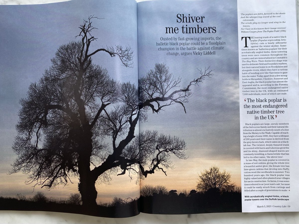 Black poplars in this week’s ⁦<a href="/Countrylifemag/">Country Life</a>⁩. Early post for #ThickTrunkTuesday #blackpoplars #nativetrees #climatechange #trees