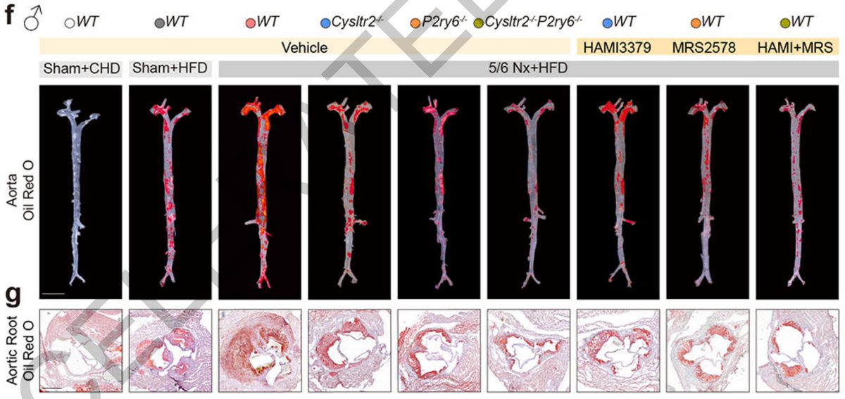 Samuel Hume tweet media