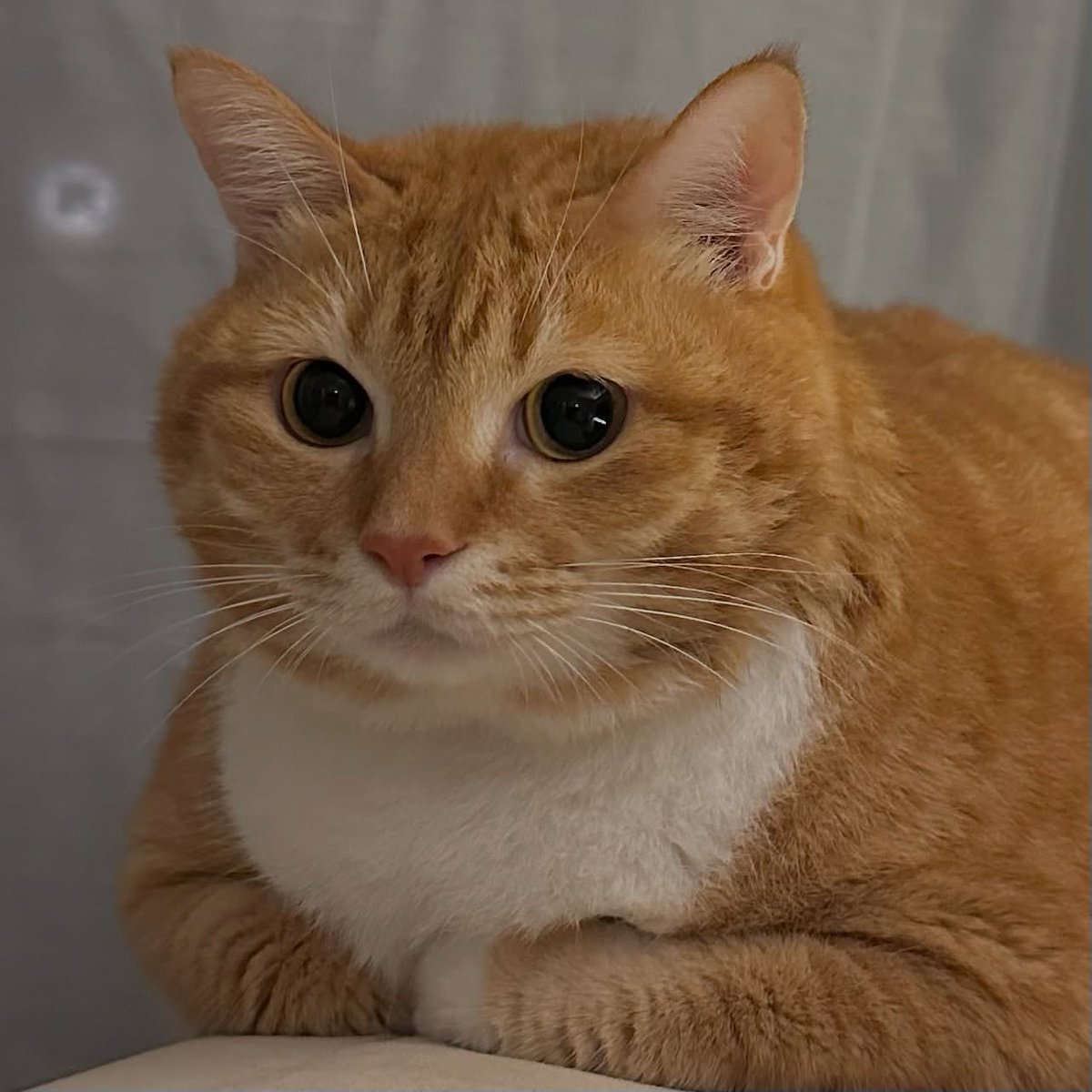 nocontextscats's tweet photo. 🧡 https://t.co/TdeZVGmhKf