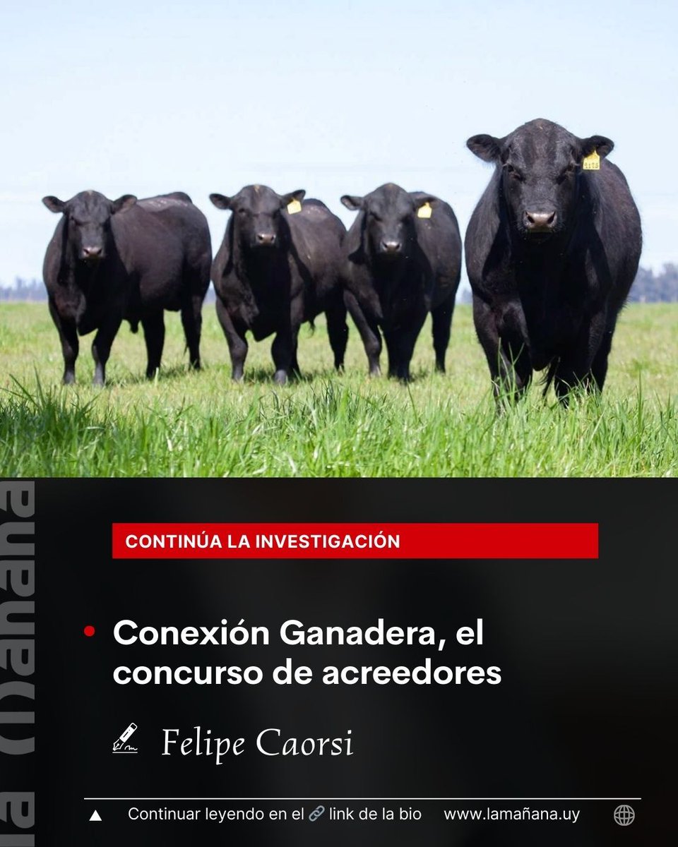Sabemos que entró dinero a las cuentas de Conexión Ganadera, escritorio Basso y Gustavo Basso que no era para capitalización en ganado, dinero que no pasó por los controles de los bancos 

lamañana.uy/actualidad/con…