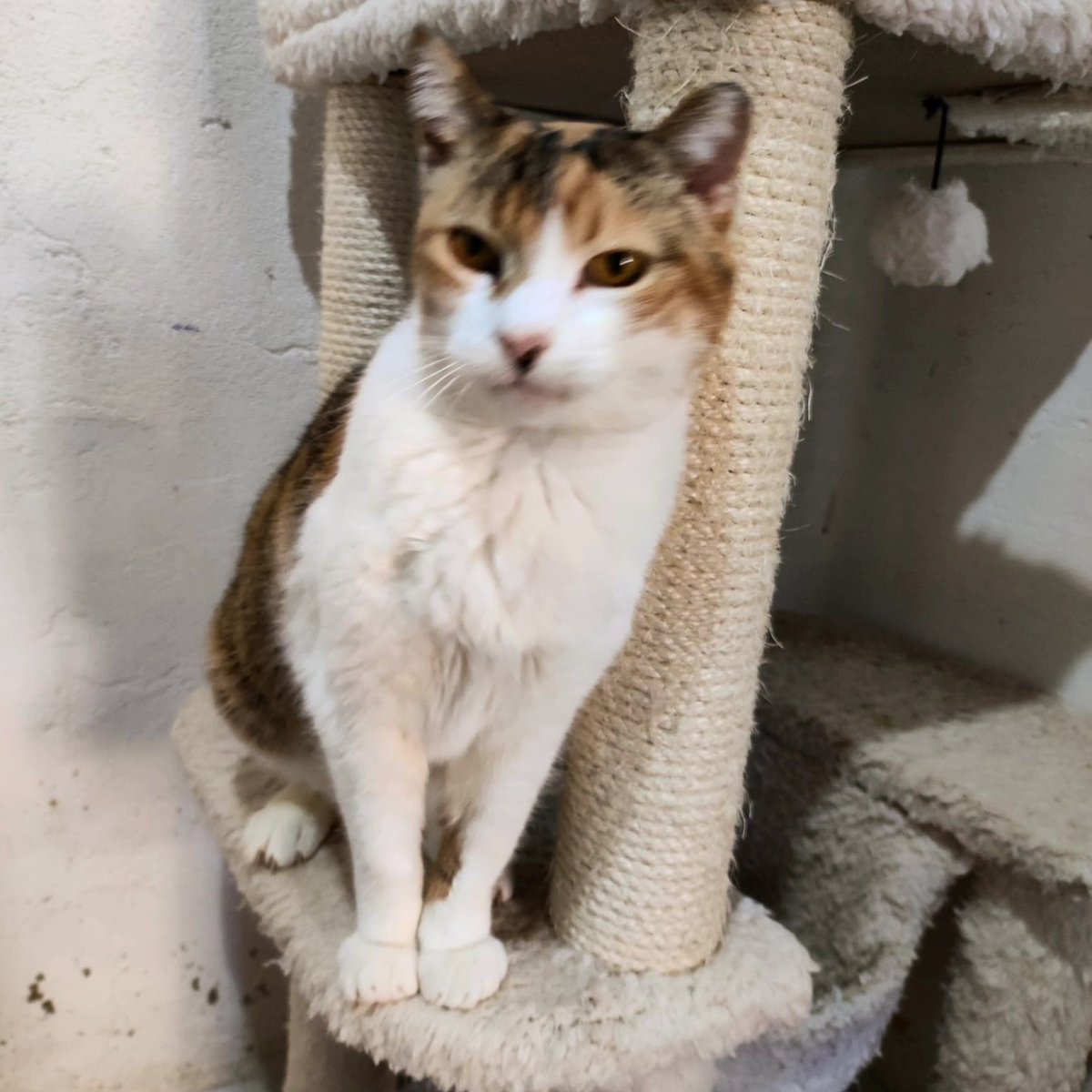 Se busca regazo al que le haga falta una gata preciosa que tumbarse en él
Esperanza es la gata más mimosa que tenemos y tendremos. Es increíble. Sólo quiere que entres y te sientes para saltar a tu regazo y es feliz
✉️Para adoptar a esta princesa escribe a adopciones@lagatera.org