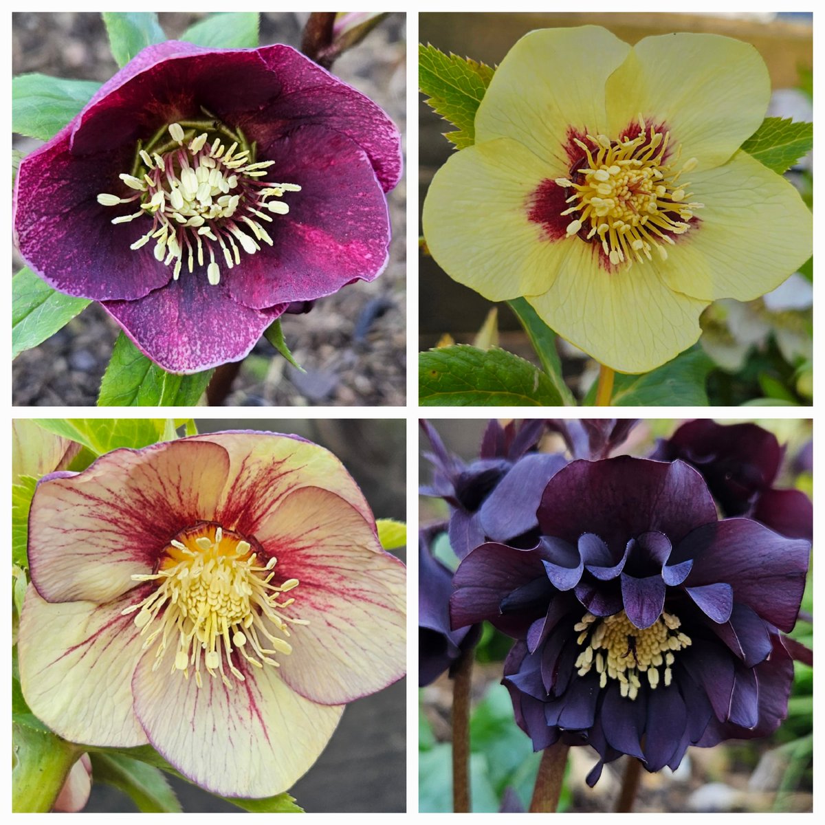 A sunny Sunday morning in the garden and the hellebores are looking stunning. #hellebores #flowers #gardening #spring