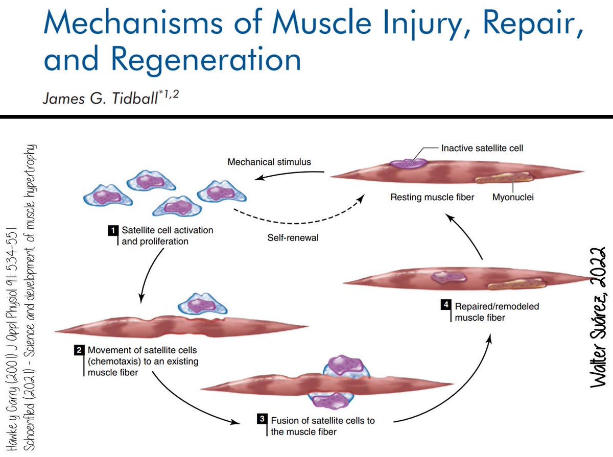 PARADIGMAS DE LA REGENERACIÓN DE LA FIBRA MUSCULAR ANTE UN DAÑO.

Tradicionalmente hemos considerado que la regeneración de la fibra muscular pasaba necesariamente por la participación de las células satélites en dicho proceso (imagen 1).