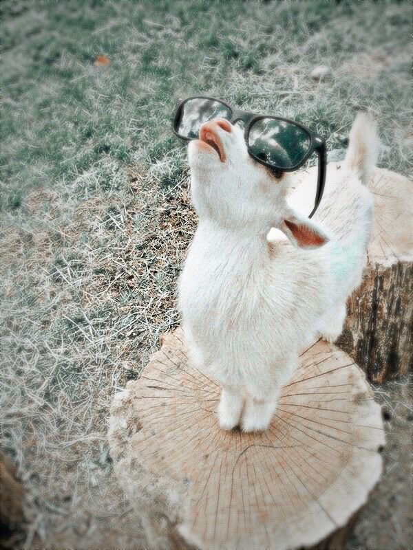 harryasgoats (@hsgoatsdaily) on Twitter photo 