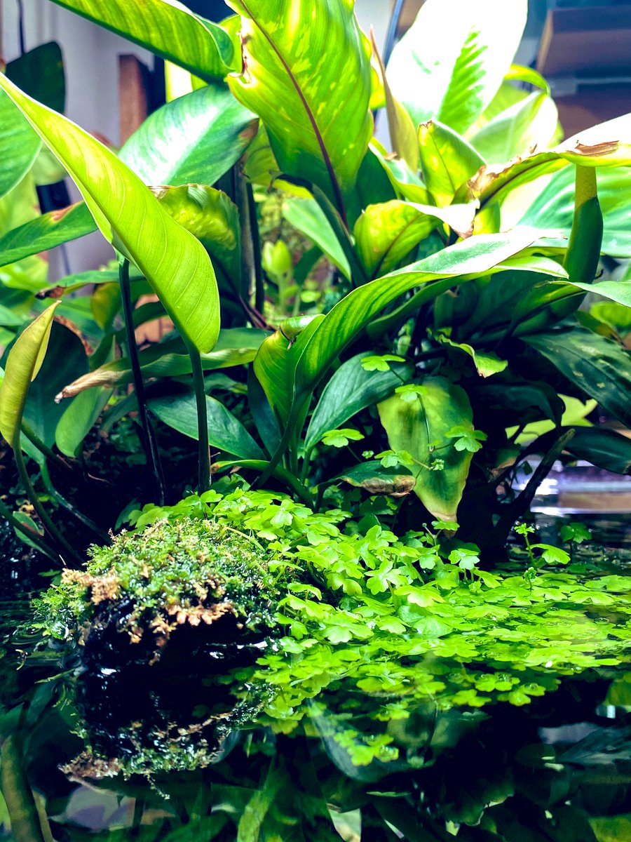日中暖かくなってきました☀️
植物の活性も上がってくるかな🌿