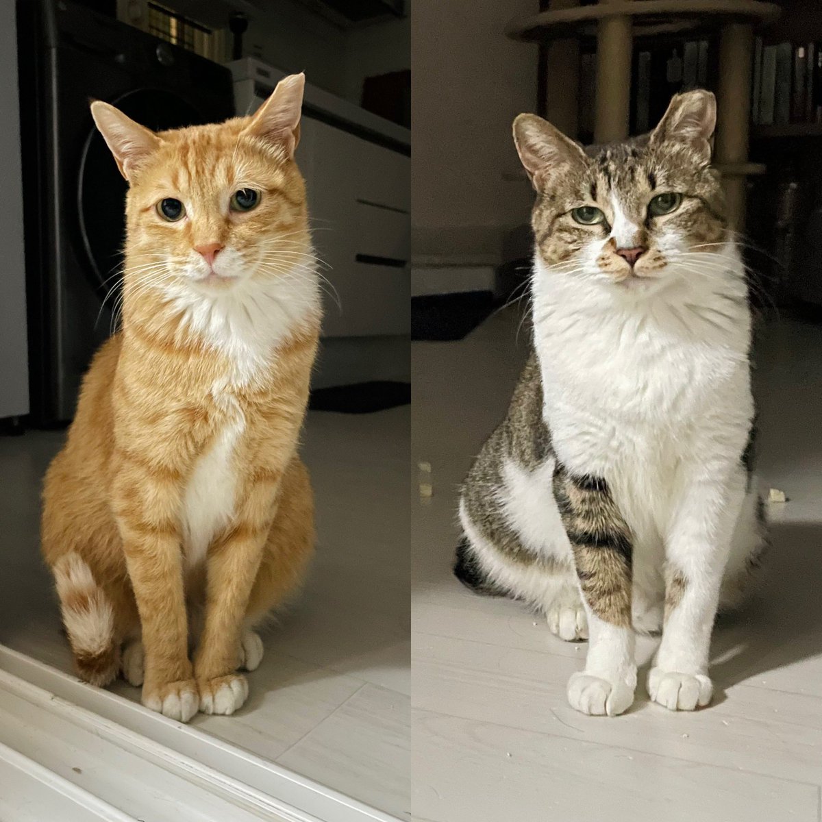 진짜 구조자님 복많이 받으실겁니다 <a href="/torantommyhopeb/">토란토미호프꿀벌네</a> 하숙집 이머가 젤테리 너무 대견해서 눈물이 납니다 진짜😭😭 #헨젤과그레텔 #제리와테리 #고양이입양홍보 #고양이는사랑입니다 #사지말고_입양하세요 #동반입양