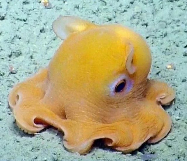 vampirel_la's tweet photo. El pulpo Dumbo (Grimpoteuthis) es un género de pulpos de aguas profundas que recibe su nombre por las aletas en forma de orejas que sobresalen de su cabeza, parecidas a las del personaje de Disney, Dumbo. https://t.co/TXIwX1xZHH