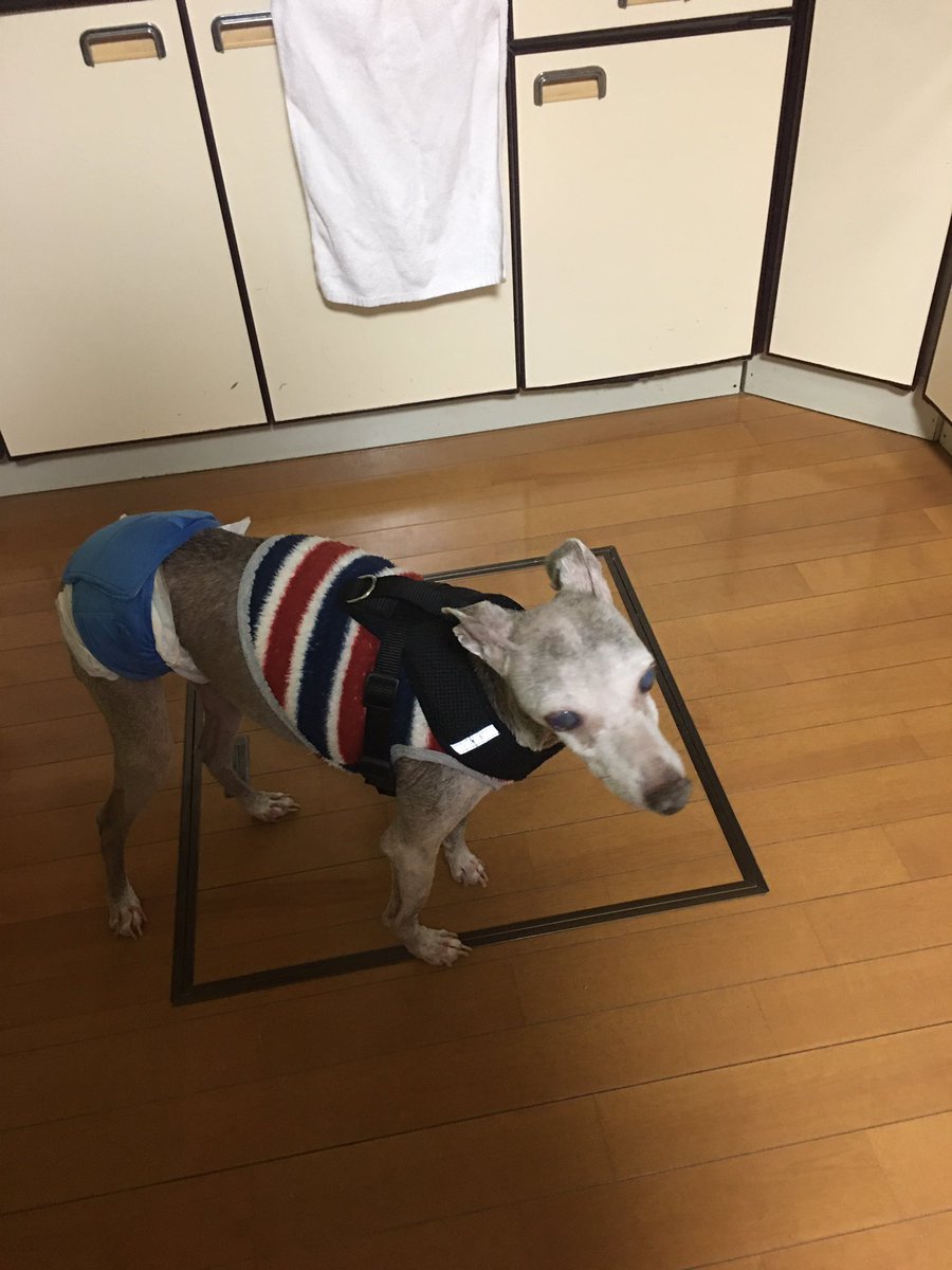 今日のピース　
フィロコックス57   1錠
動物用ウェルメイト半錠
CBDオイル朝と昼と夜に4滴づつ
寝る前にソメリン10mg
ごはんが待ちきれなくて、台所をうろうろ
たくさん食べています！