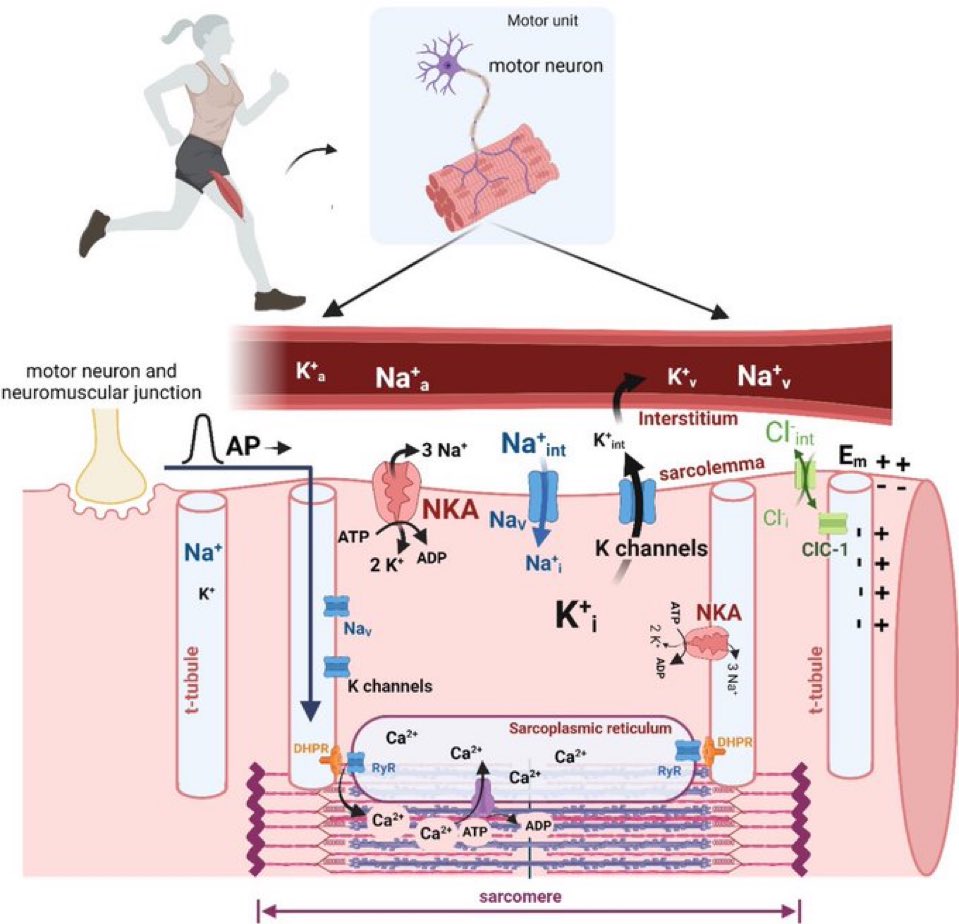 A century of exercise physiology: effects of muscle contraction &amp; exercise on skeletal muscle

Overview of the sequence of events in excitation-contraction coupling leading to muscle contraction, Na+ &amp; K+ movements &amp; their regulation👇🏼

link.springer.com/article/10.100…