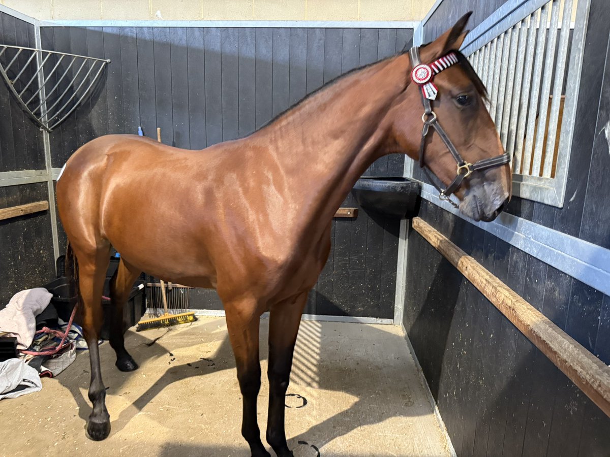 HawkeLissy's tweet photo. Lot 31 -Stay Hungry X Starzzzintheline cross filly is still available for sale from today’s @NutrienEquineSB Message me if you are interested. https://t.co/HROa8eo8AC