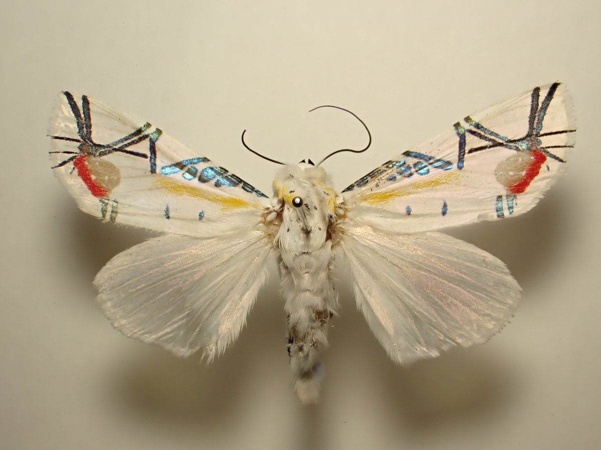 タナバタユカタヤガ Baorisa hieroglyphica ずっと憧れていた