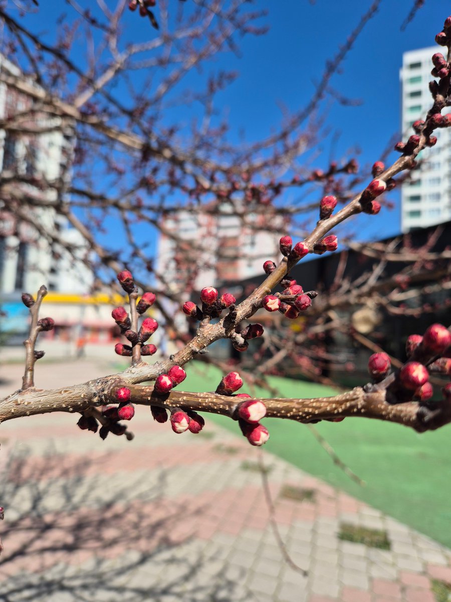 Kayısı ağaçları yine yanıldılar. Çiçek açmaya başladılar. Global ısınma etkisini sürdürüyor. Batıkent/ Ankara