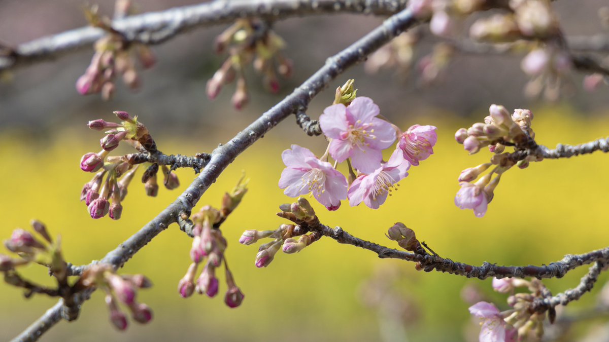 大神ファーム2025  春先取り。満開の菜の花、あと少しで見頃を迎える河津桜、ミモザ、季節の花々と春の足音をお楽しみください。　　撮影日2025... youtu.be/qwuwFCkPBoA?si… <a href="/YouTube/">YouTube</a>より