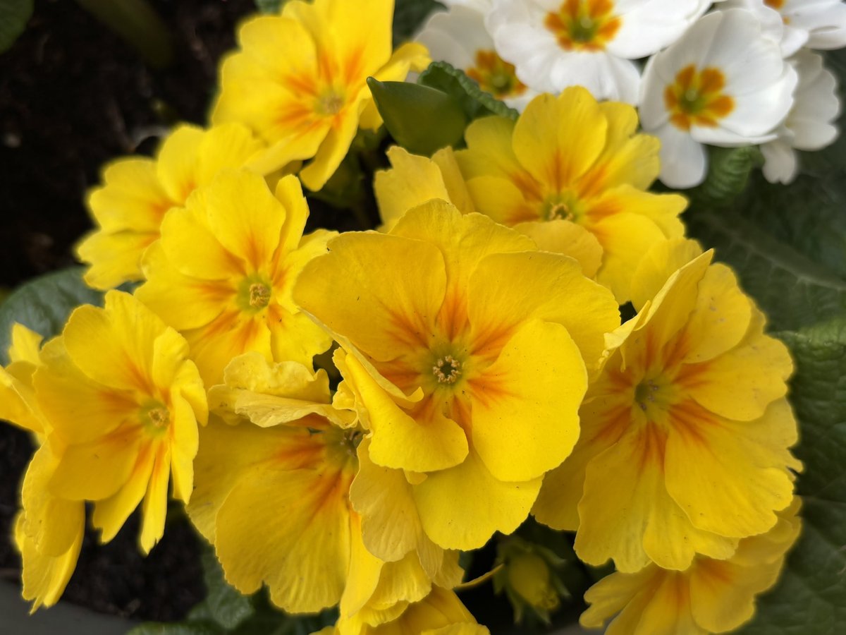 It’s a beautiful #SundayYellow ☀️🌼