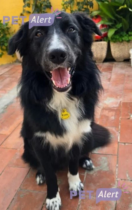 #PetAlertCatalunya #FemXarxa #XarxaBarcelonaPerduts <a href="/pont_roma/">Perduts trobats🐕🐈Catalunya</a>
PERDUT gos Border Collie a COLLBATÓ - BARCELONA
03/03/2025
Zona: Collbató, darrer avís al carrer Pujol
Nom: Airon. Xipat.
Contacte: app.petalertespana.es/pet/3297588