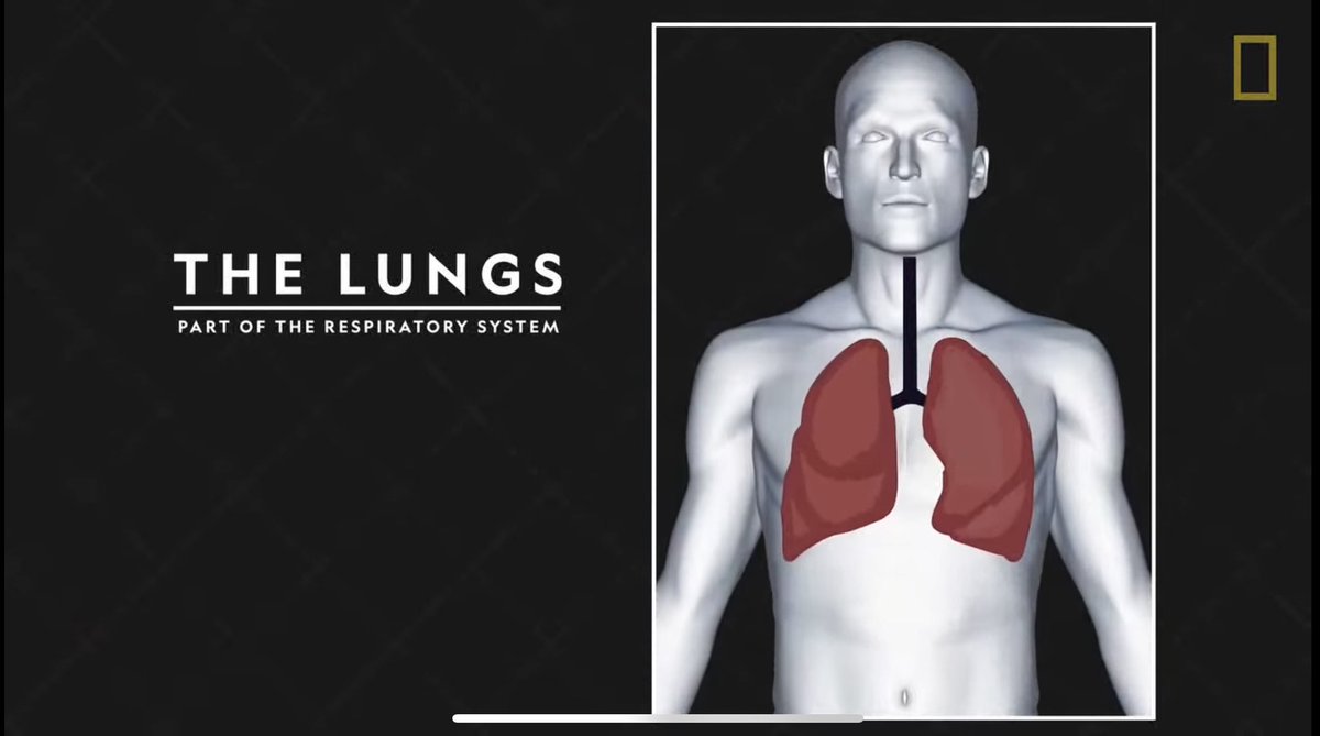 vata_foundation's tweet image. Lungs..  Why we need both to be healthy.

#SaveFullyGrownTrees #SaveKBR 

@HMDA_Gov @ghmc @HarithaHaram @UrbanGhmc @TelanganaCMO @revanth_anumula @TeamKonda @dobriyalrm 

Pc: @NatGeo @uday32008293