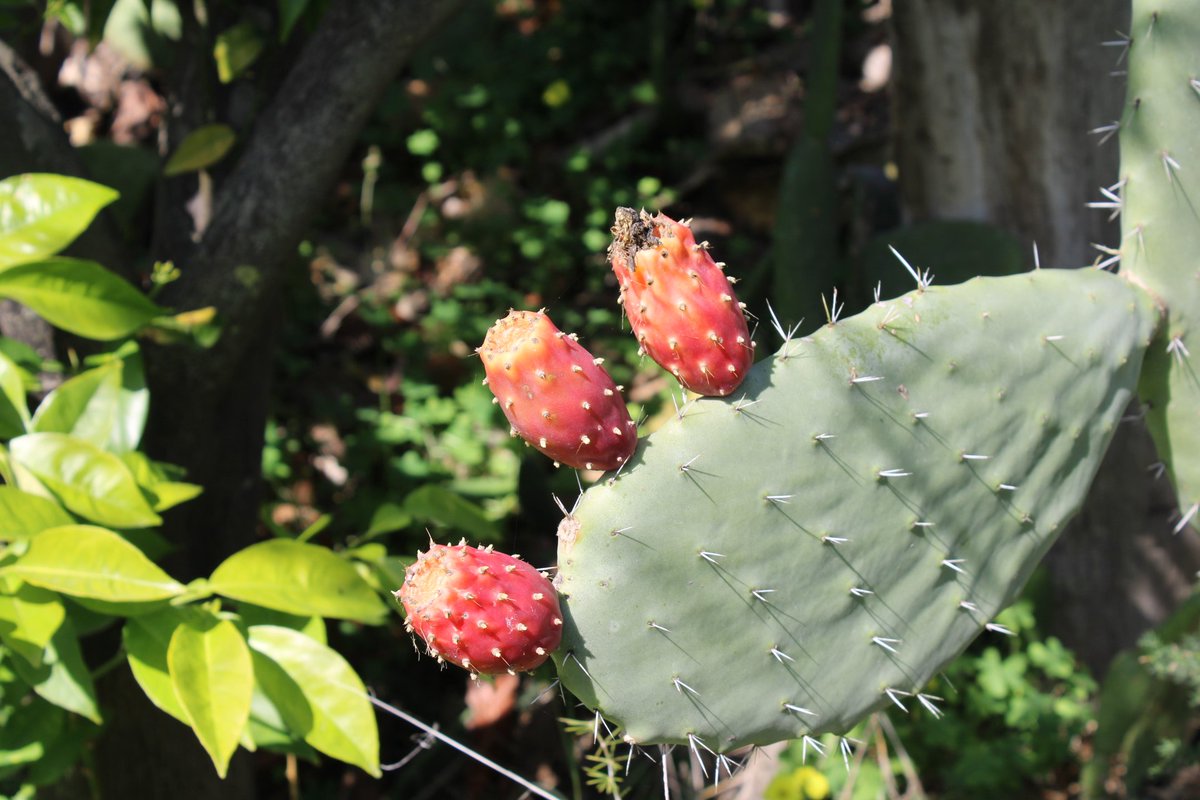 Marcatori identitari