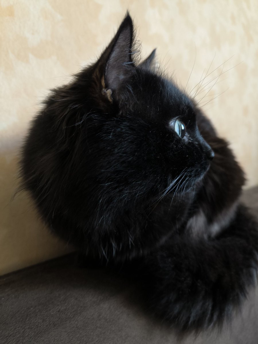 Белка на колёсах tweet media